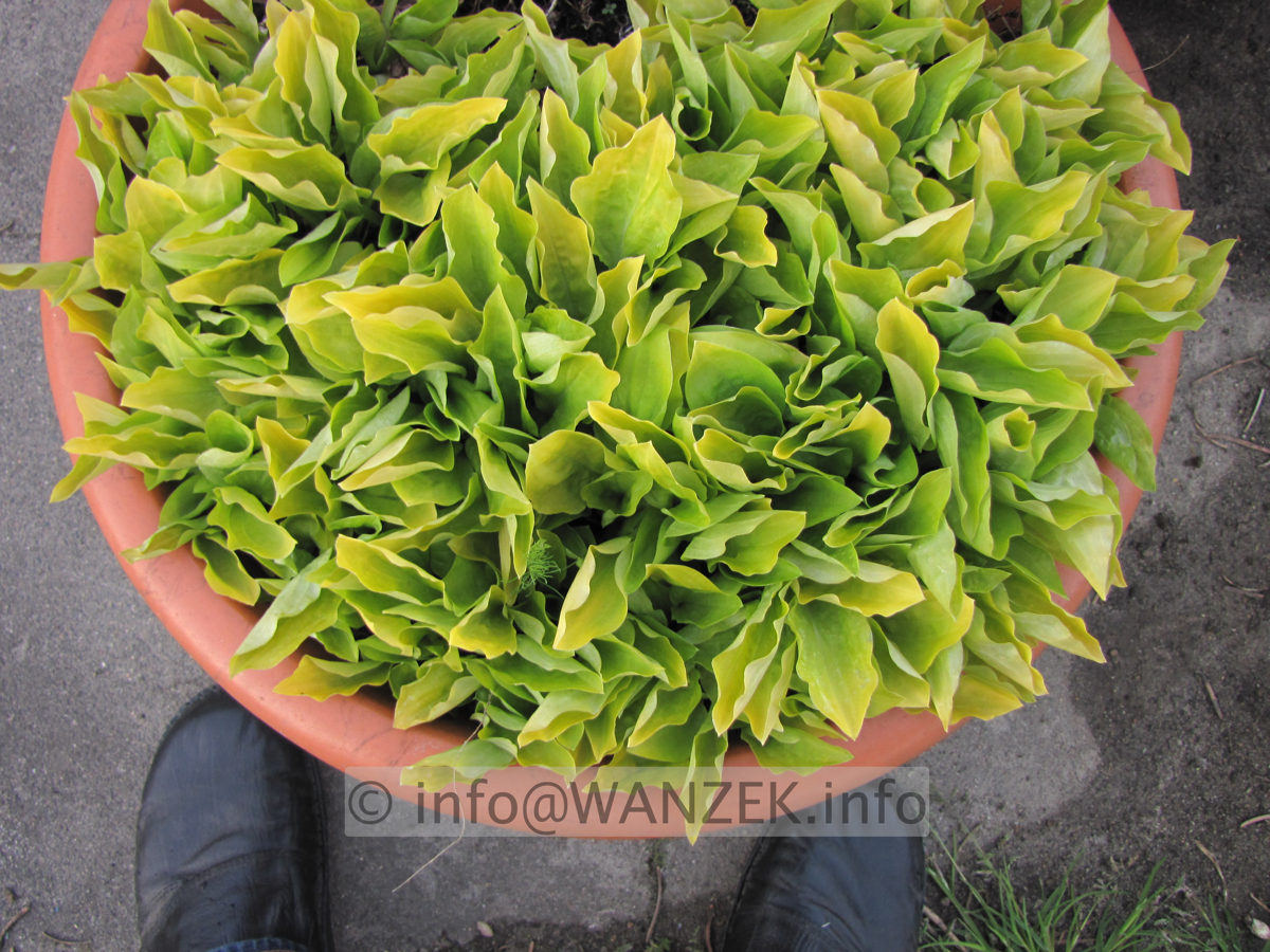 Hosta Hybride Lemonade - Austrieb junge Blaetter.JPG